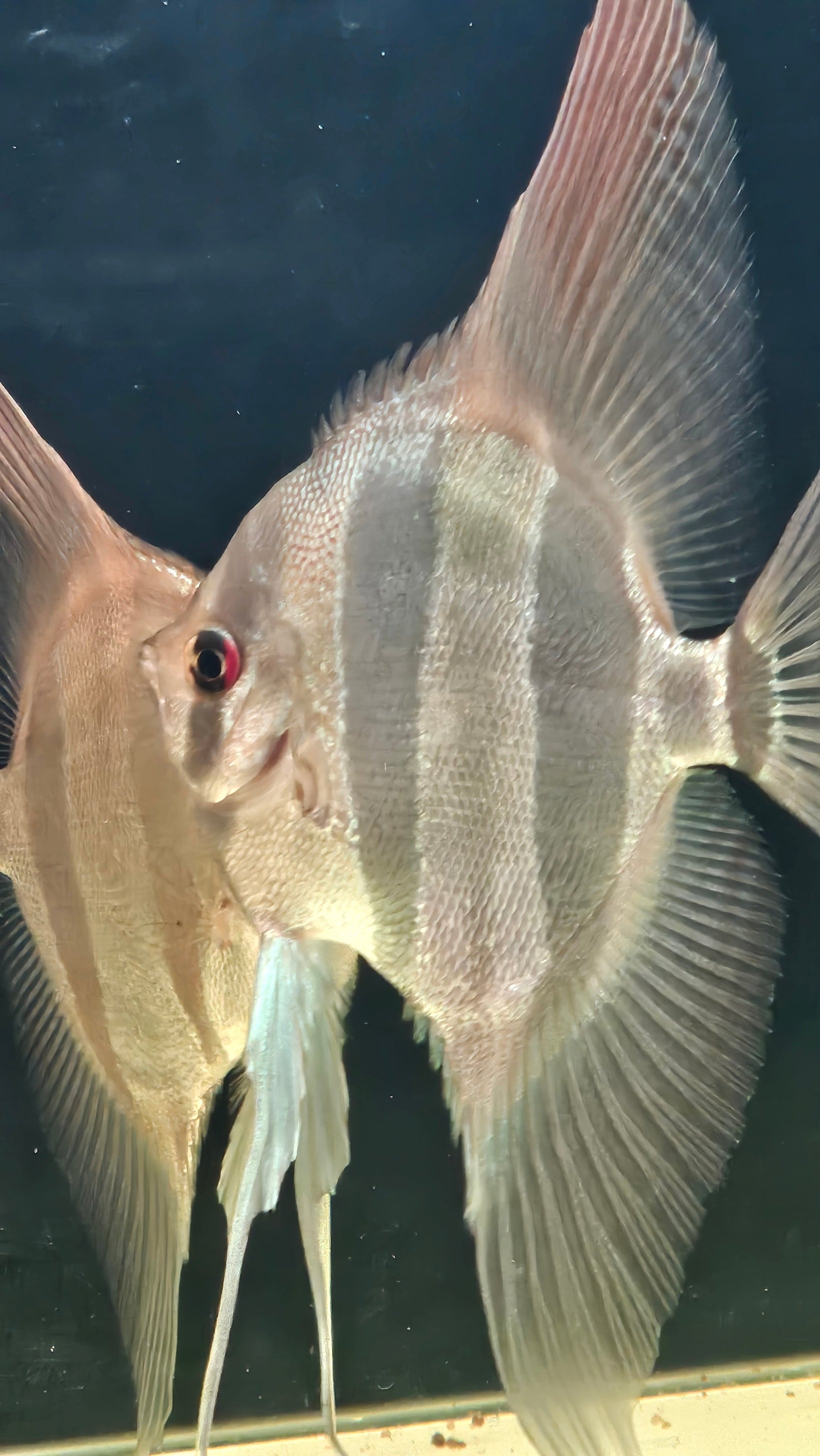 Altum Orinoco F1 Adulto