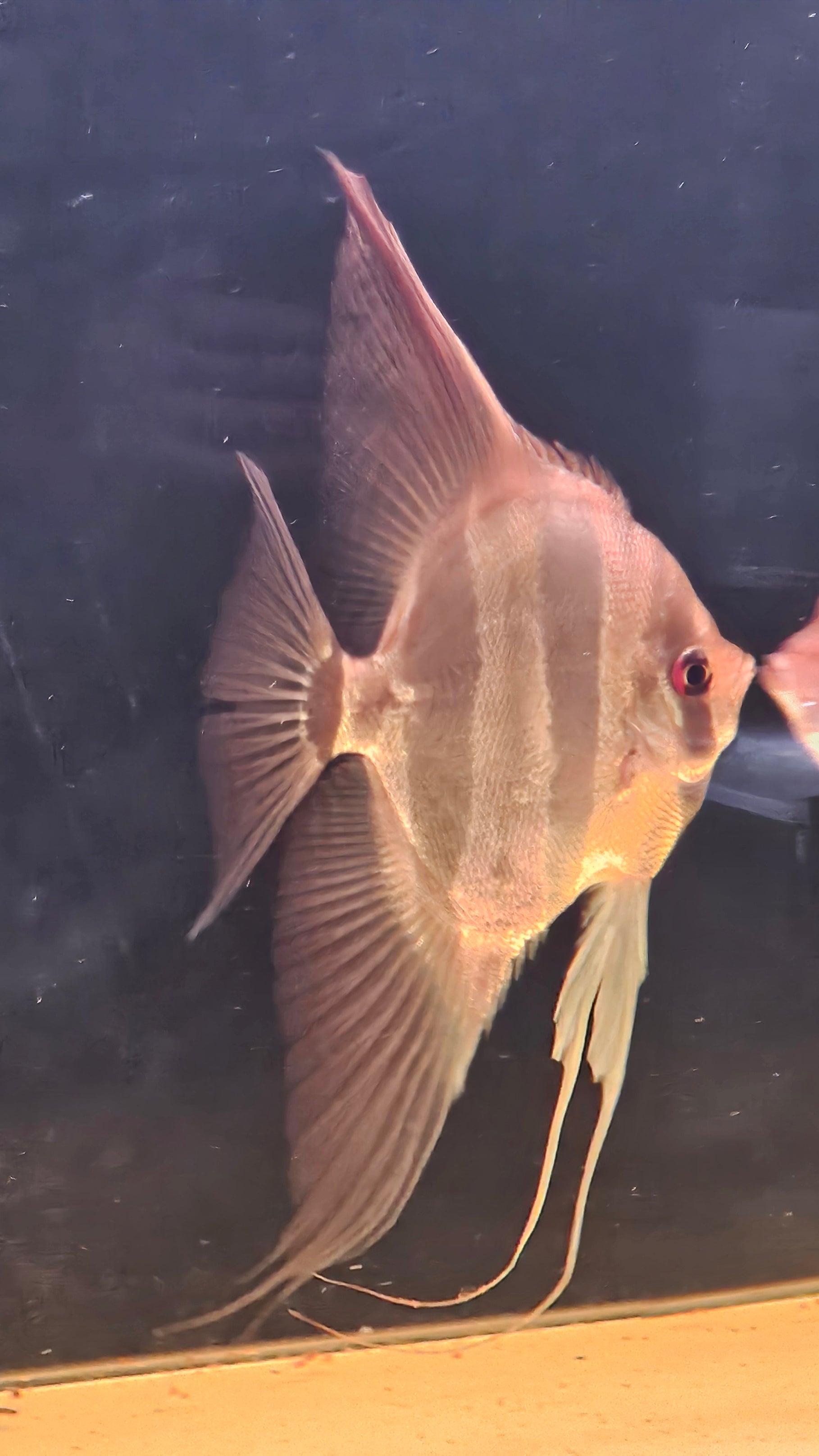 Altum Orinoco F1 Adulto