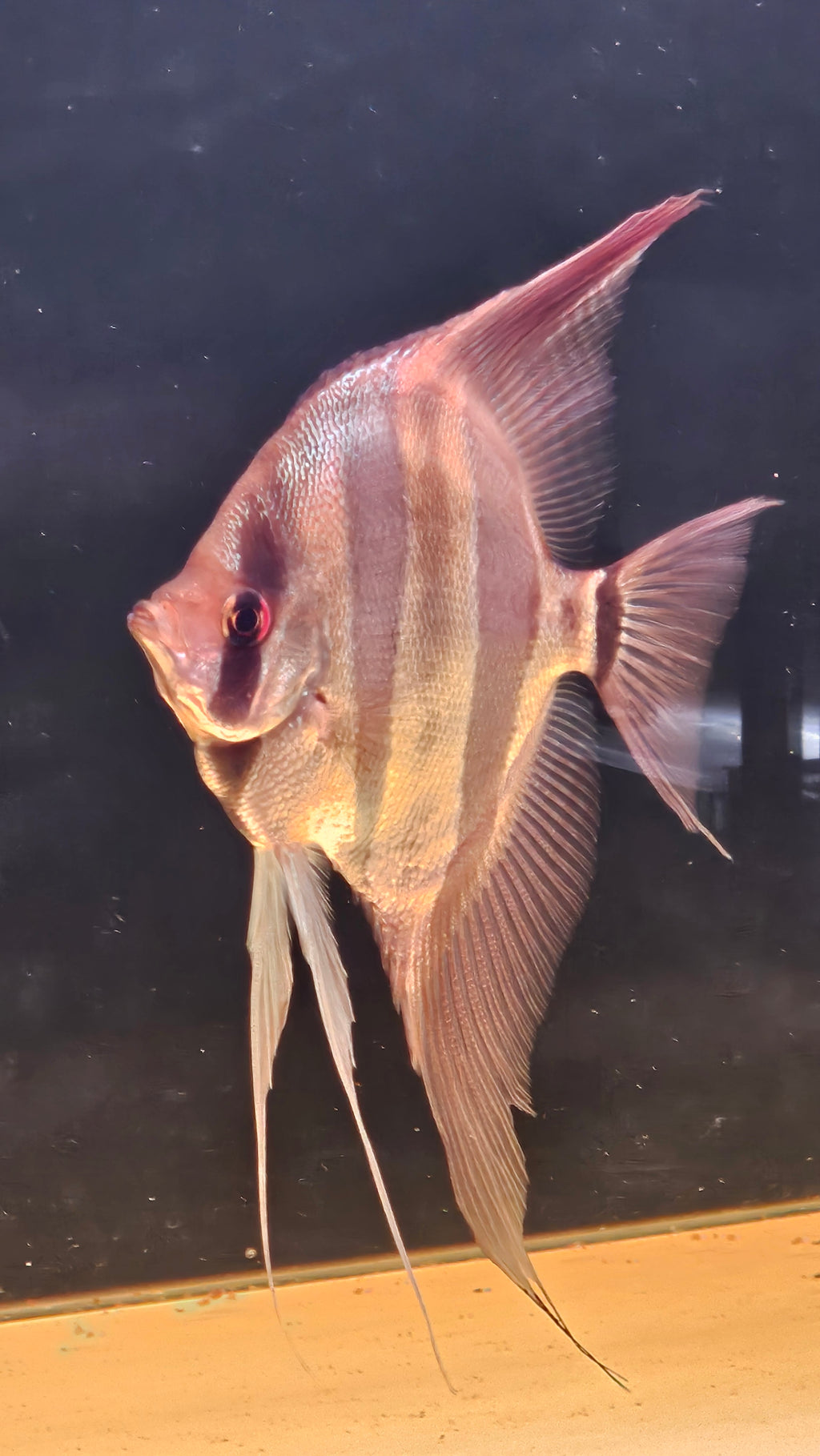 Altum Orinoco F1 Adulto