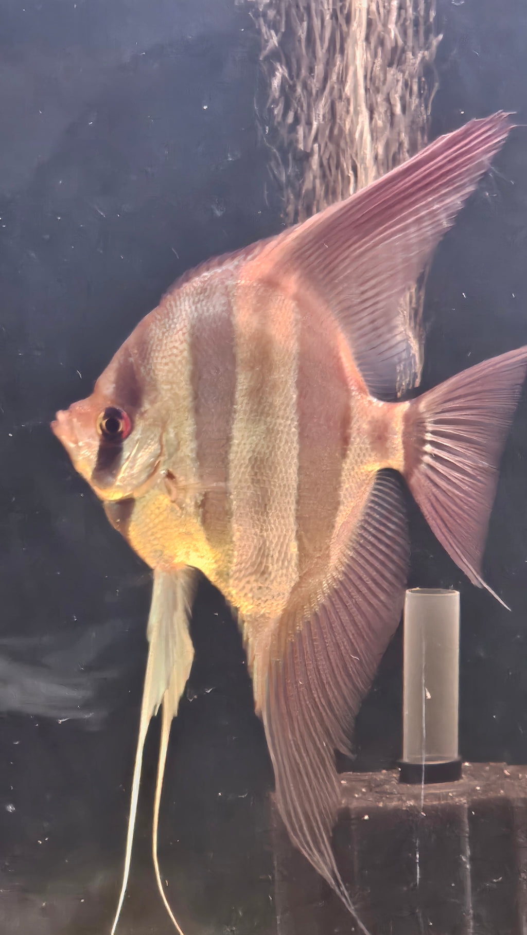 Altum Orinoco F1 Adulto