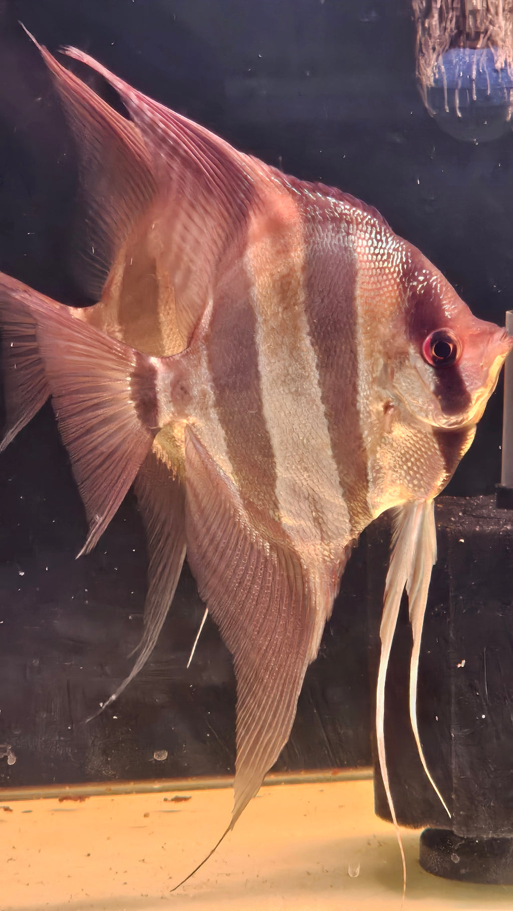 Altum Orinoco F1 Adulto