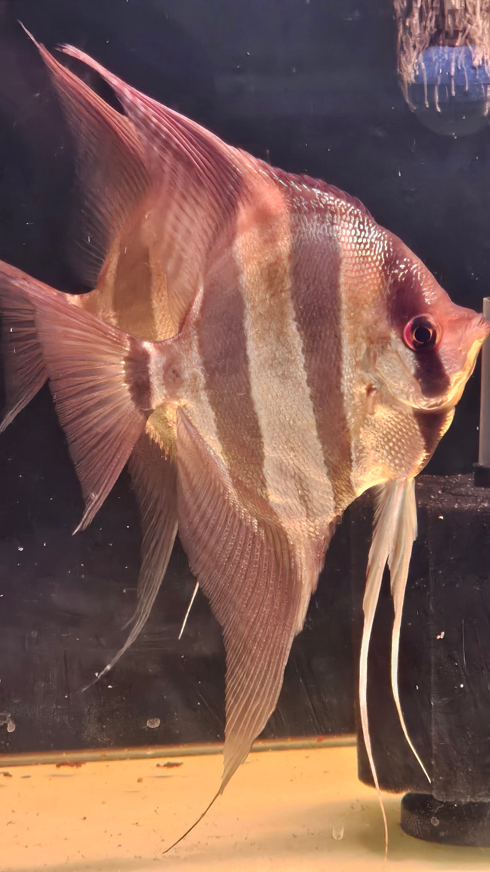 Altum Orinoco F1 Adulto