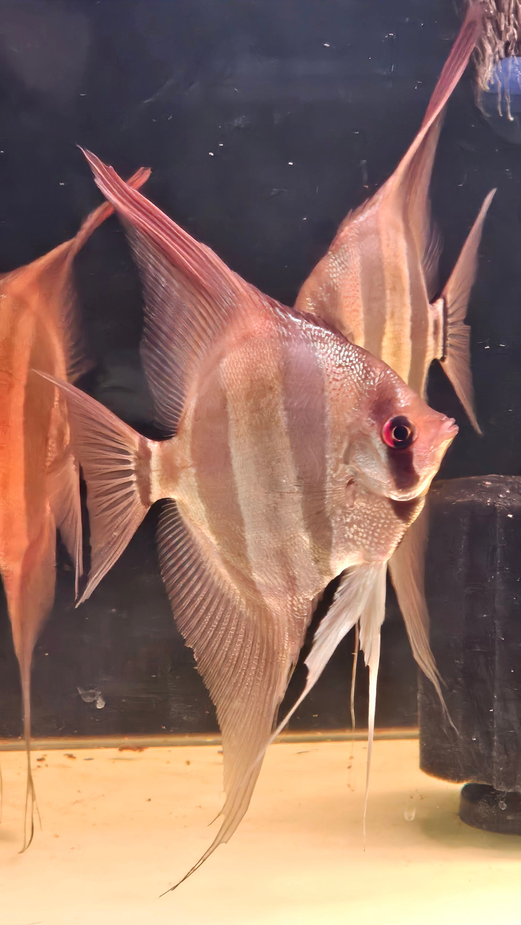 Altum Orinoco F1 Adulto