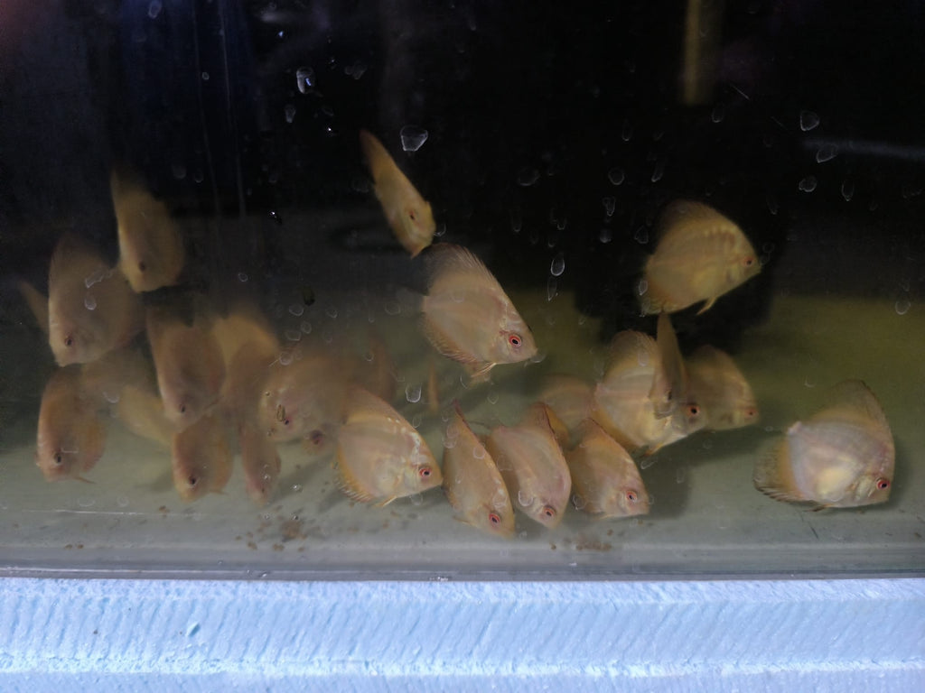 Golden Pigeon Blood