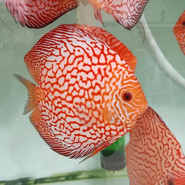 Pigeon Red Checkboard