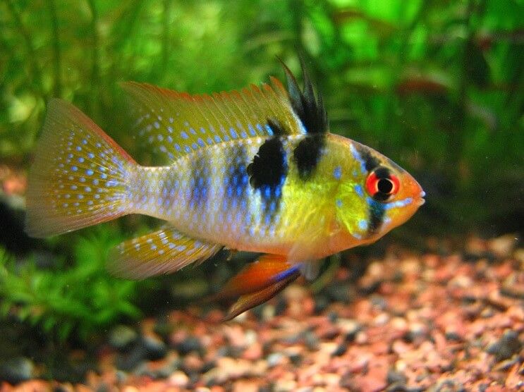 Ramirezi German Blue