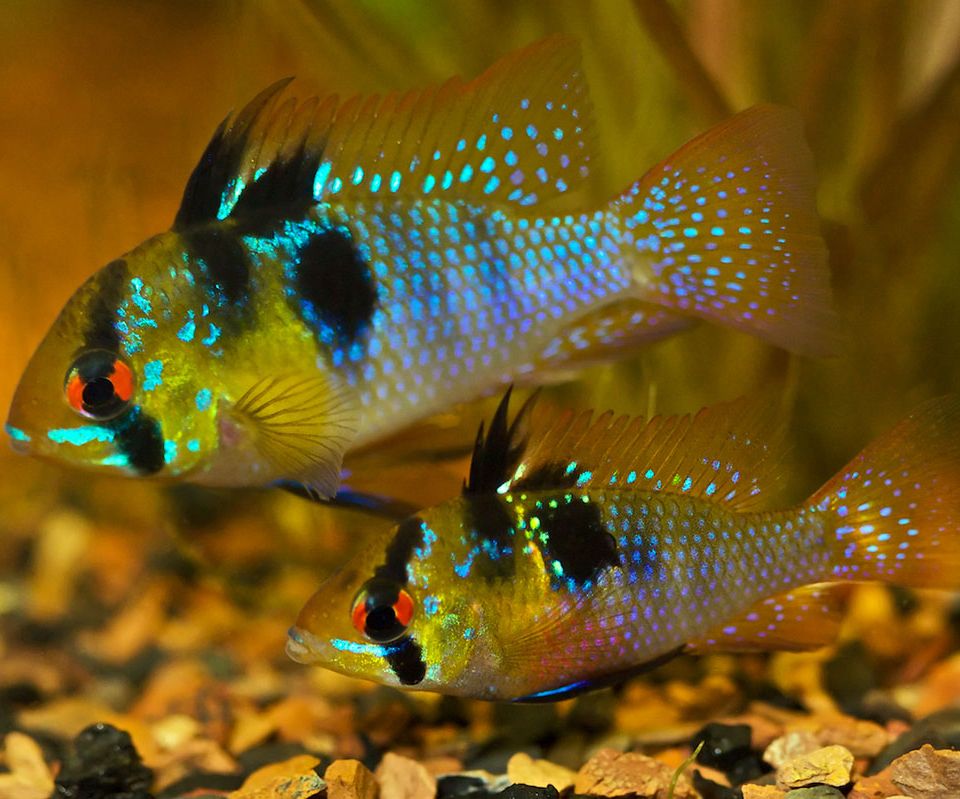 Ramirezi German Blue