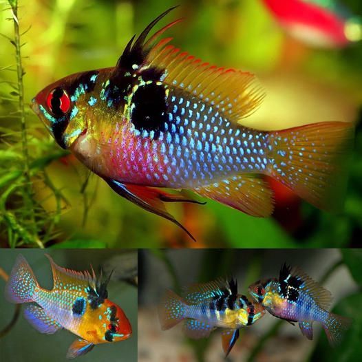 Ramirezi German Blue