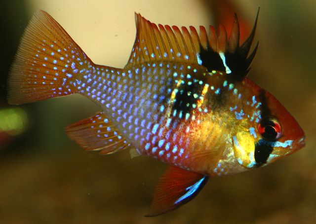 Ramirezi German Blue