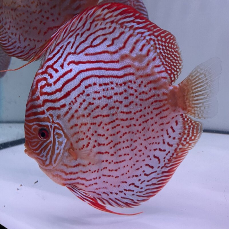 Red Turquoise x Red Spotted Green