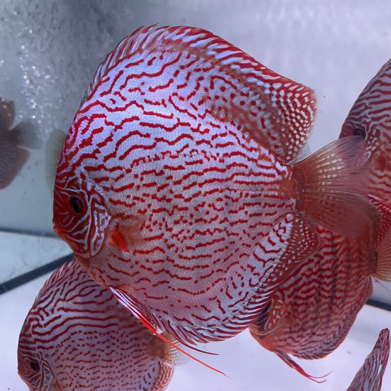 Red Turquoise x Red Spotted Green