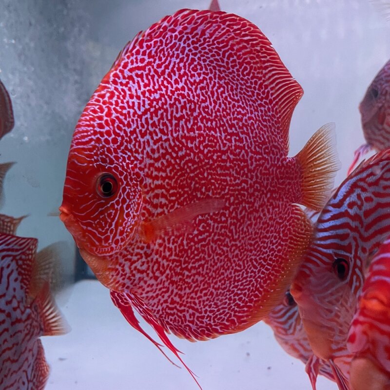 Snakeskin Red